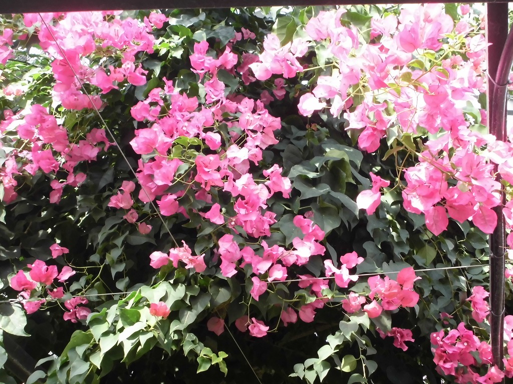 ブーゲンビレア　開花中（ドーム）