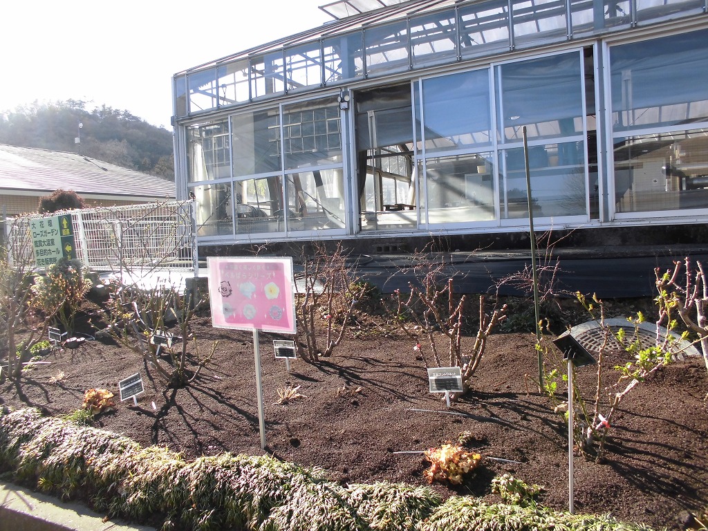 春を待つベルサイユのばら園