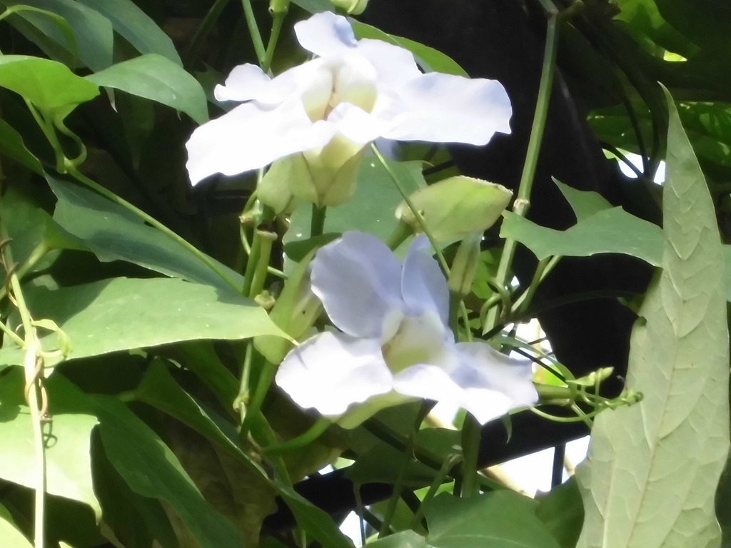 ベンガルヤハズカズラ　開花中（ドーム）