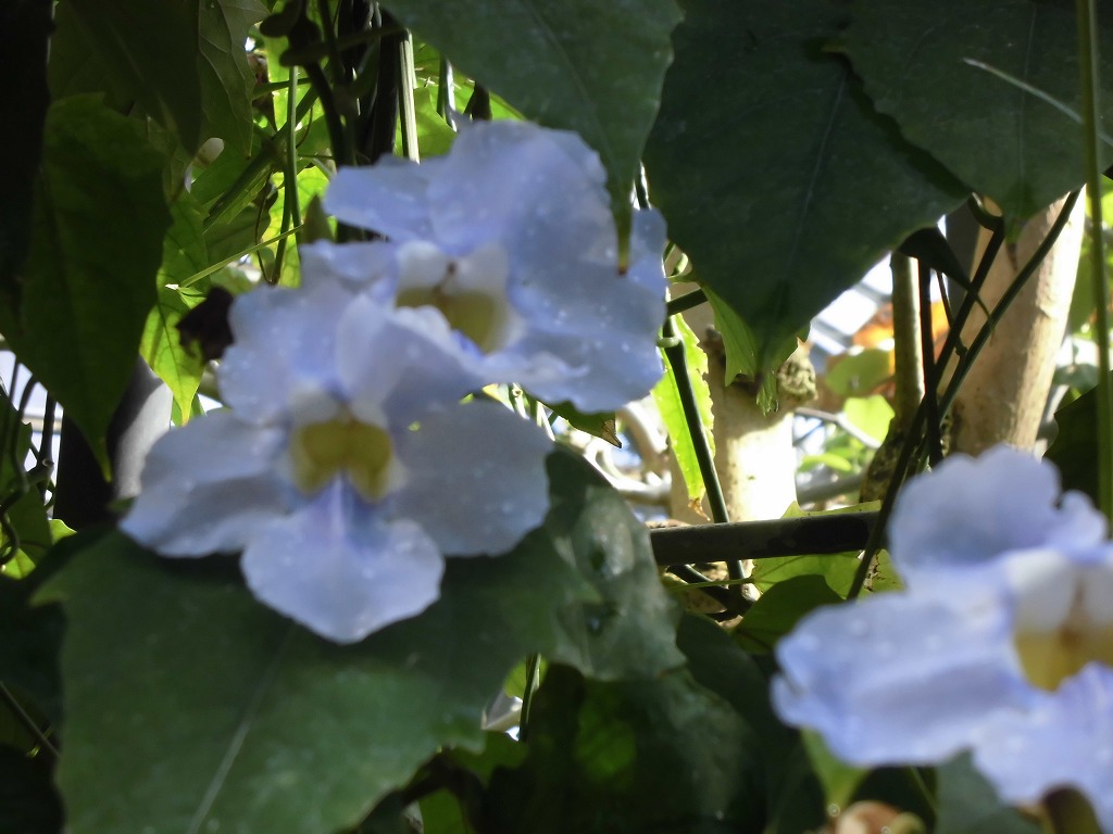 ベンガルヤハズカズラ　開花中（ドーム）