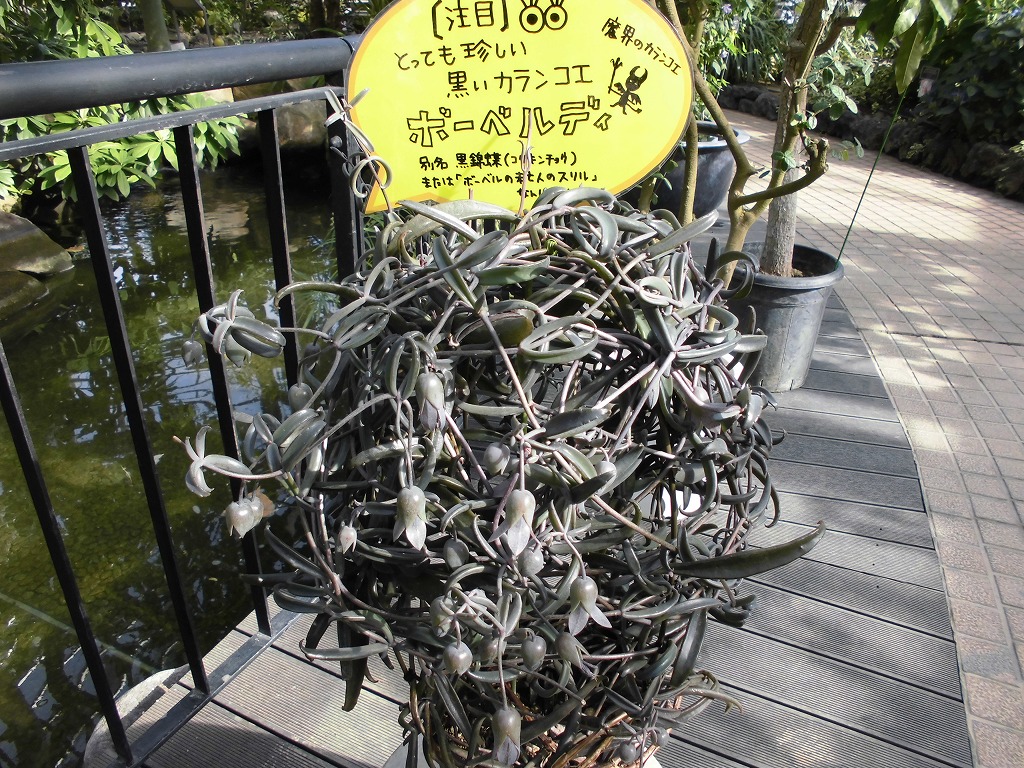 ボーベルディ　開花中（ドーム）