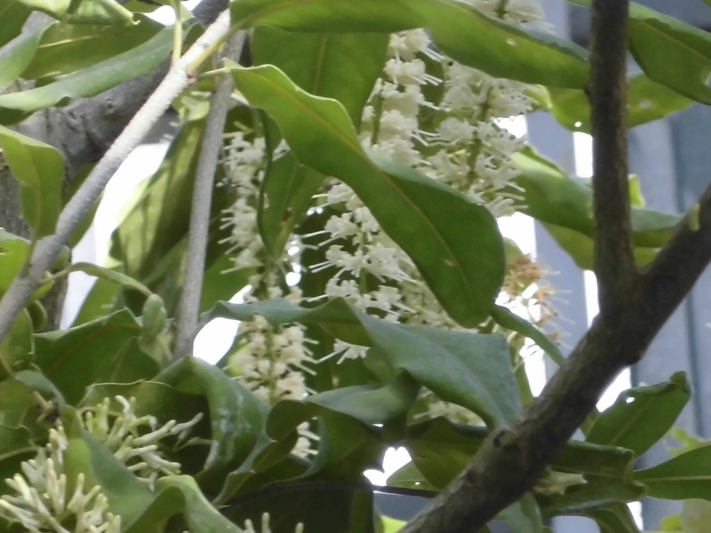 マカダミア　開花中（ドーム）
