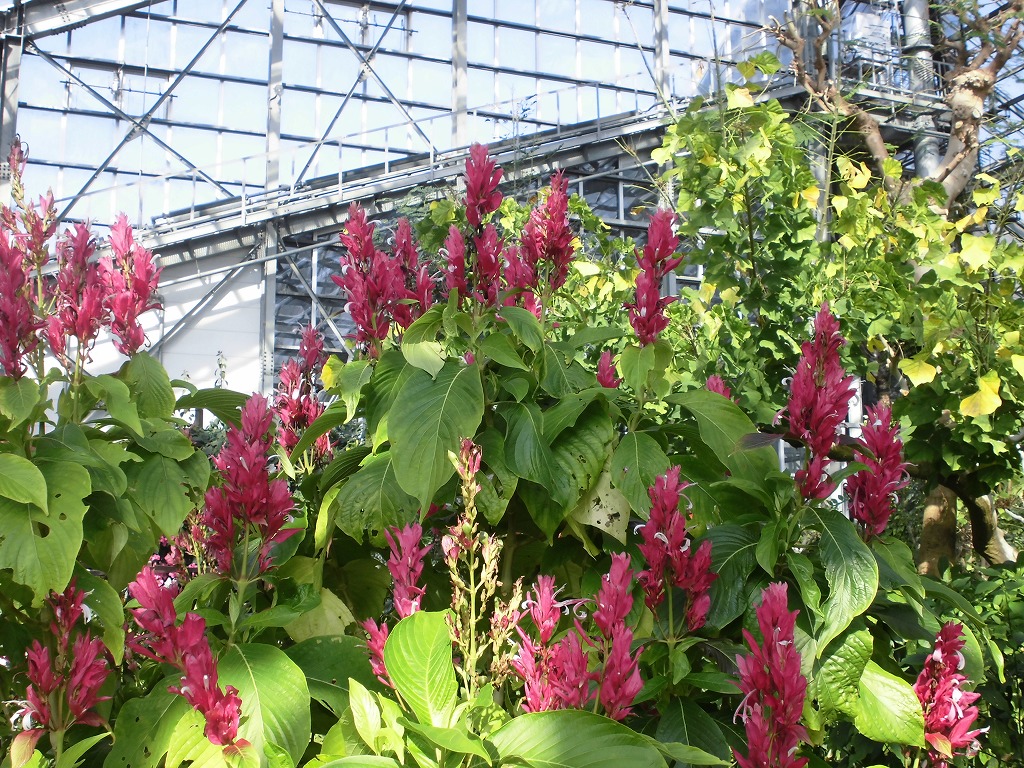 メガスケパスマ　開花中（ドーム）