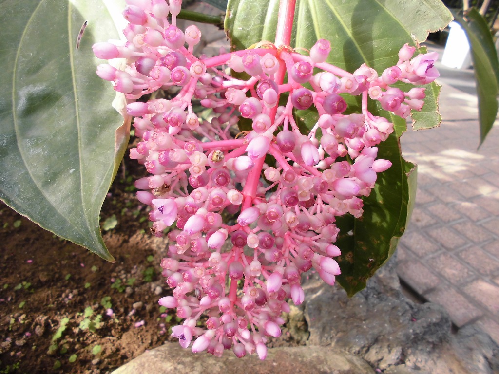 メディニラ・スペキオサ　開花中（ドーム）