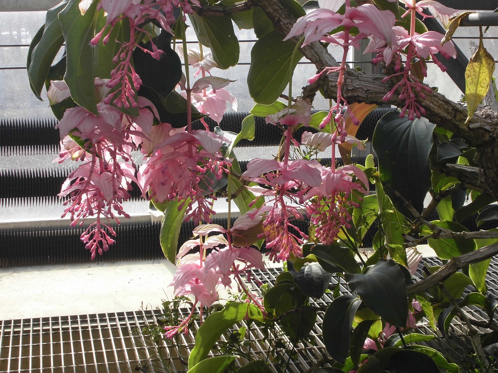 メディニラマグニフィカ　開花中（ドーム）