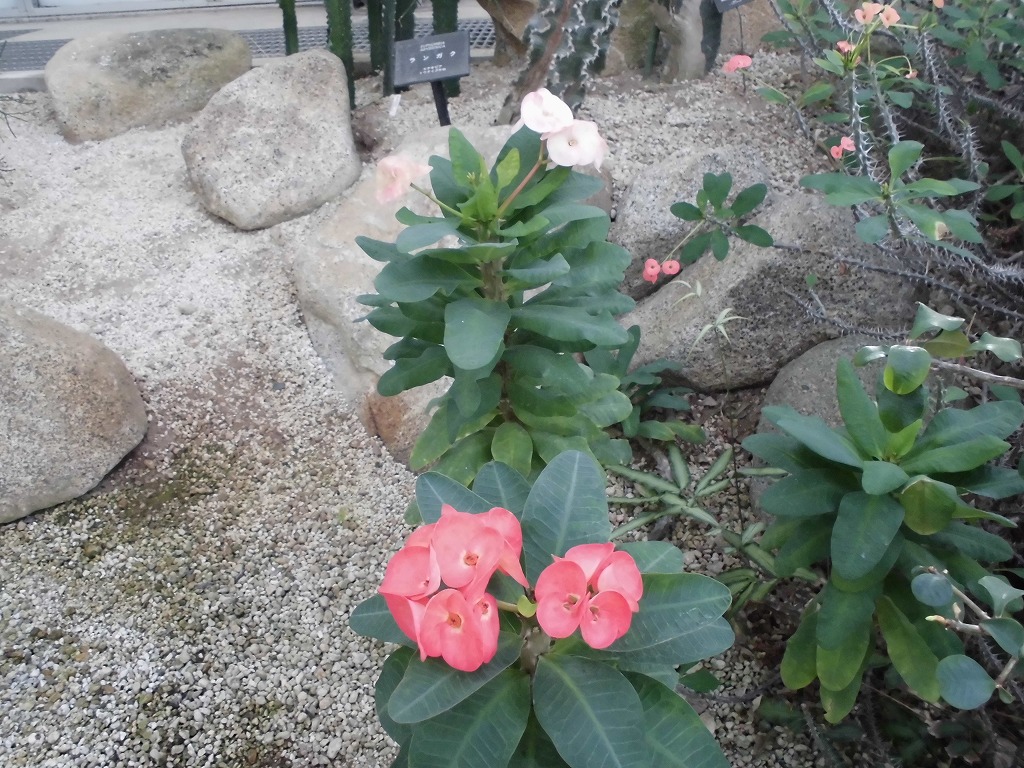 砂漠室出口のハナキリン八福神　開花中（ドーム）