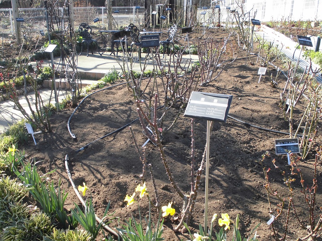 春を待つバラ園