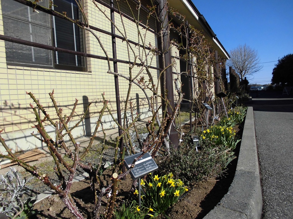 春を待つバラ園