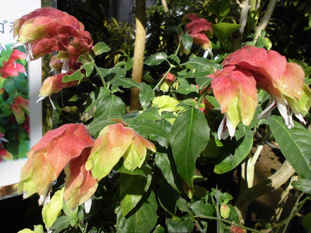 コエビソウ　開花中（ドーム）