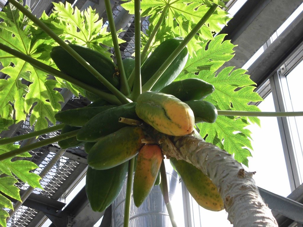 パパイヤ　結実中（ドーム）